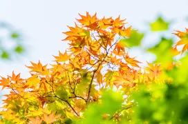 ノムラモミジ